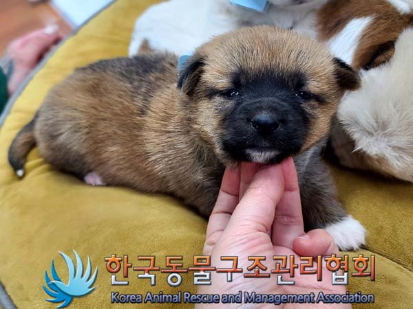 종료(입양) 믹스견…